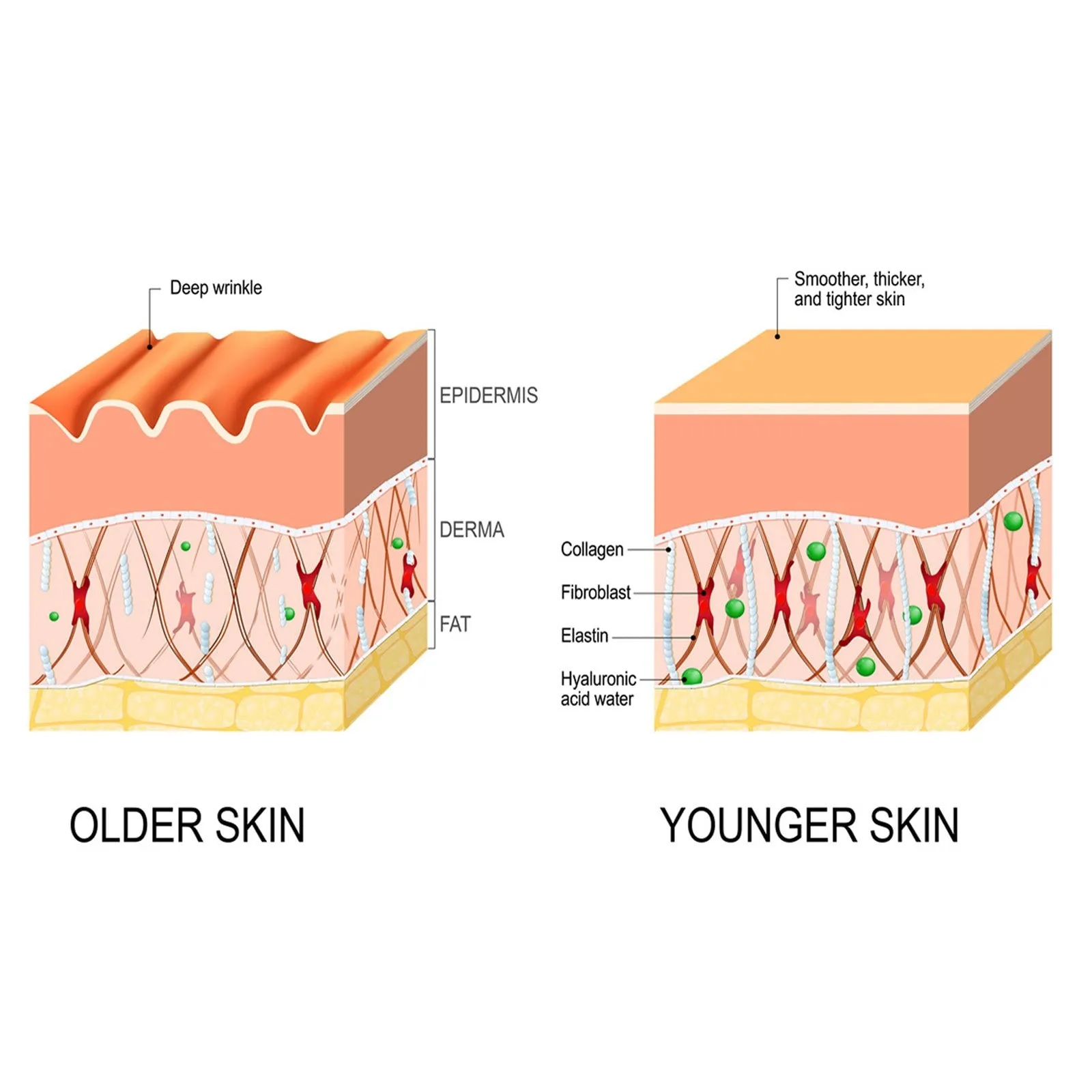 Anti-Aging Serum Collagen Firming Facial Oil To Remove Wrinkles Fine Lines Dark Spots Moisturizing And Whitening